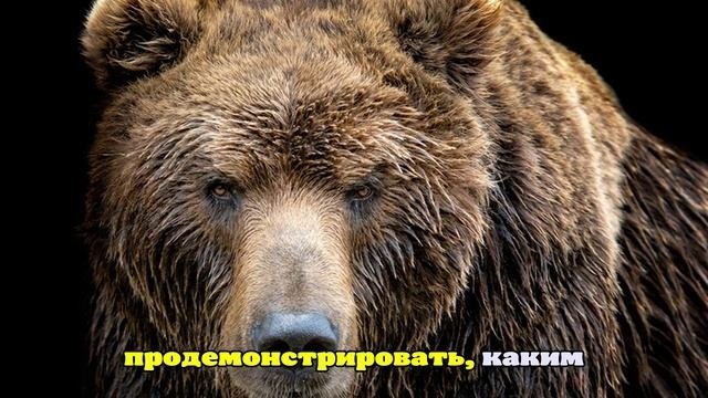 В США выбирают самого прожорливого бурого медведя Аляски