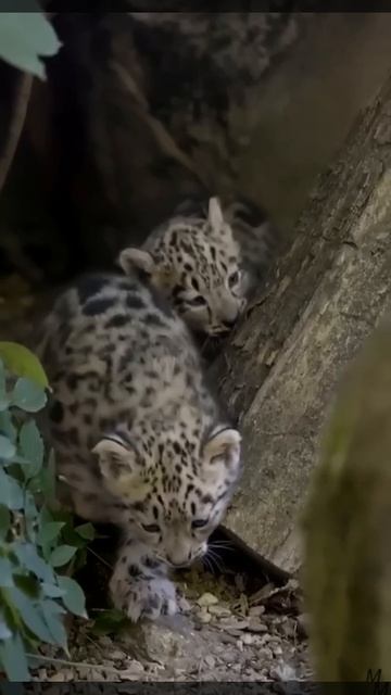 Детёнышь снежного барса (или ирбиса) 🏔️