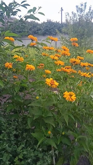 15.7.25г.  Боже какие Они 🌼🌼🌼Красивые!!!   Вот такие ЛЮБЛЮ Простые ЦВЕТЫ!!!👍🙂