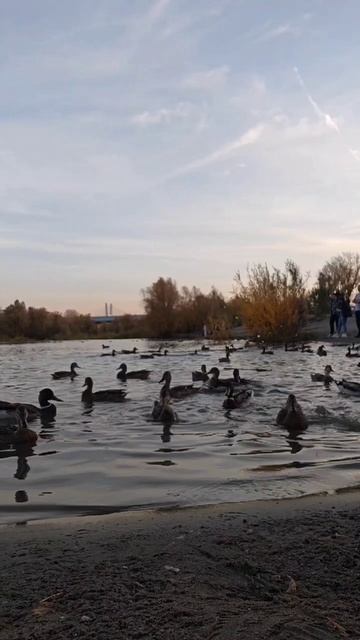 Сентябрьский вечер на берегу Оби