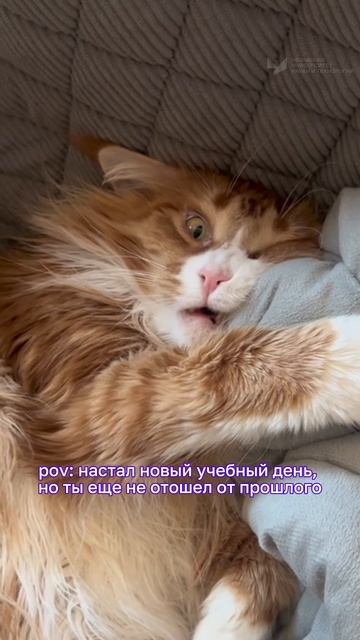 Настал новый учебный день, но ты ещё не отошёл от прошлого