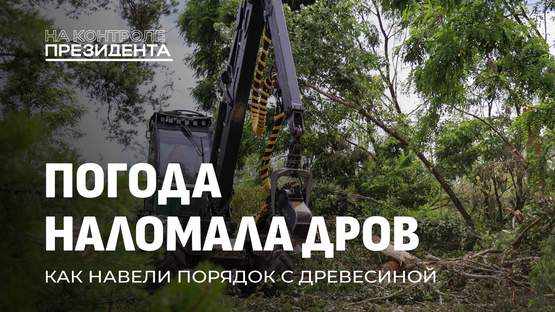Как в Беларуси навели порядок с древесиной? На контроле Президента