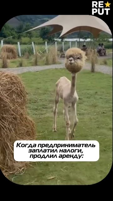 💸 Выплатил налоги и зарплаты, а в кассе ноль? Не ты! 😎