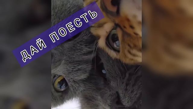 пов: