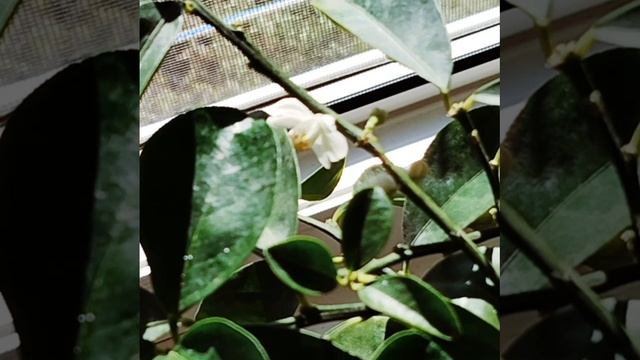 🍊 Кумкват сорта Обовата зацветает.