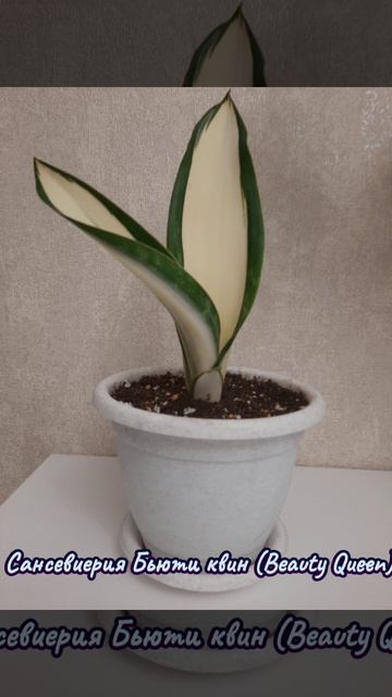 Сансевиерия Бьюти квин Sansevieria Beauty Queen