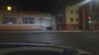 МЕДВЕДИ В ГОРОДЕ