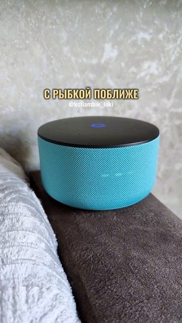 Разговор с Алисой: Куда делась рыбка?😹