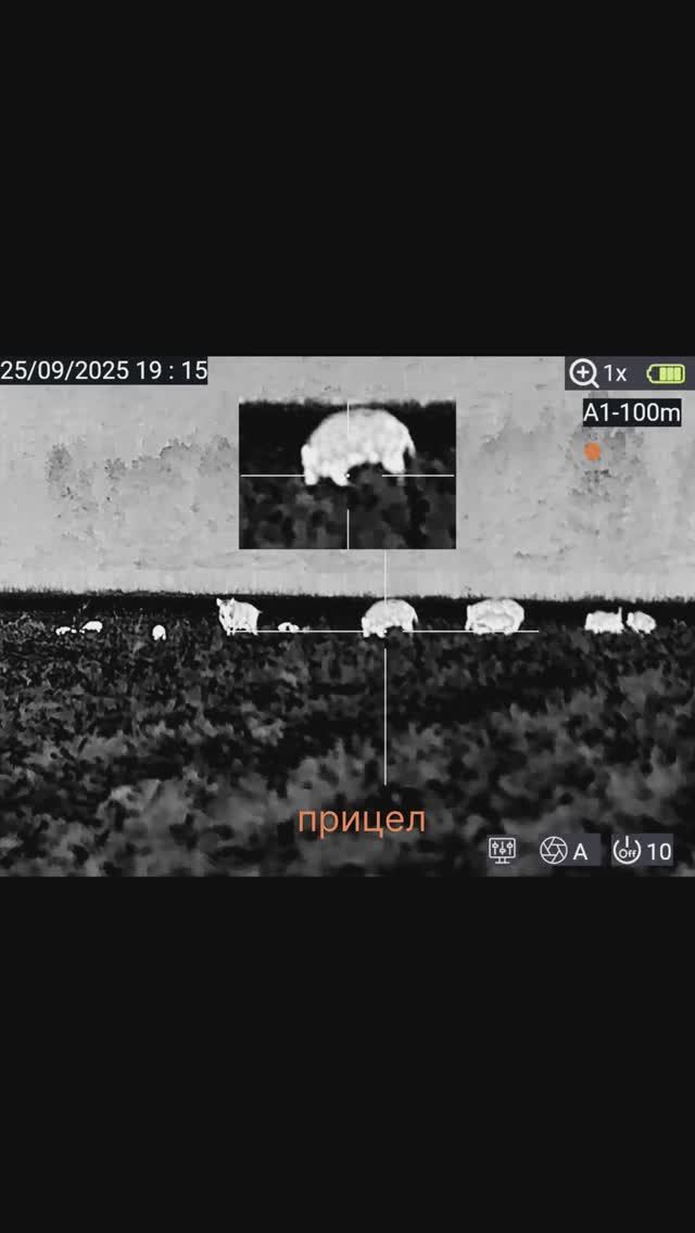 кабан едет на СВО