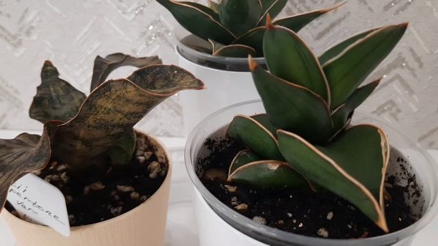 Сансивьерии: Кирки копертон вар. Kirkii Copertone Var.; Пингвикула вар. Pinguicula Var. ;  Самурай
