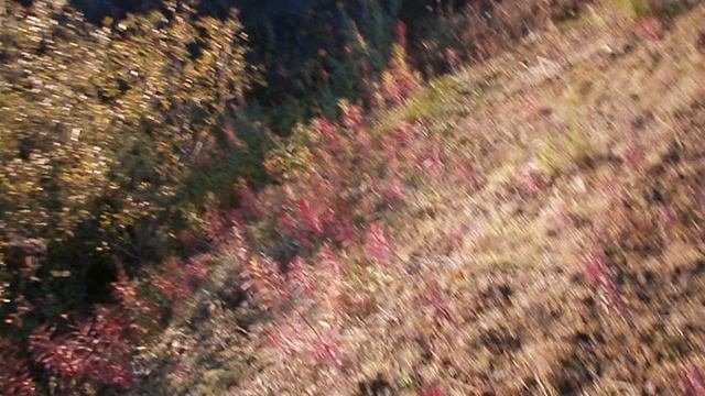 В тундре 11.09.2025 109