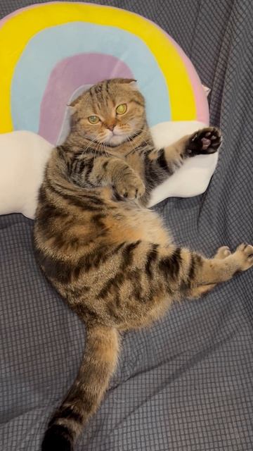 Милая шотландская вислоухая кошечка 🐱