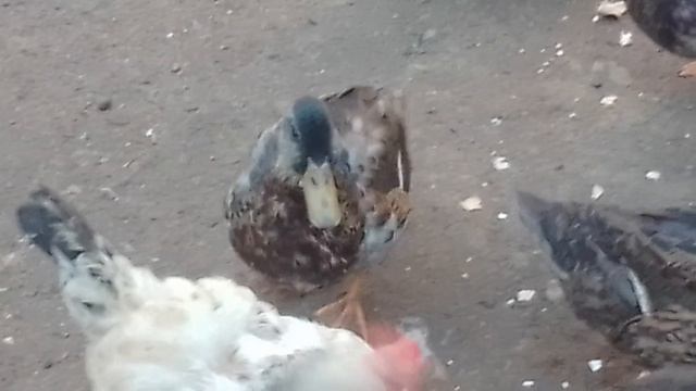 Хозяин давай корми нас