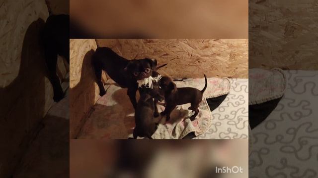 Жыка с малышами. 1.5мес