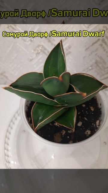 Сансевиерия Самурай Дварф / Sansevieria Samurai Dwarf