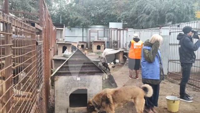 🙌 Люди вновь объединились, чтобы протянуть руку помощи тем, кто в ней нуждается — обитателям приюто