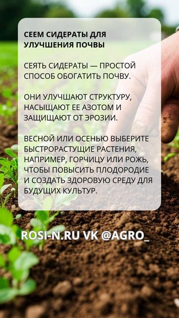 Сеем сидераты для улучшения почвы