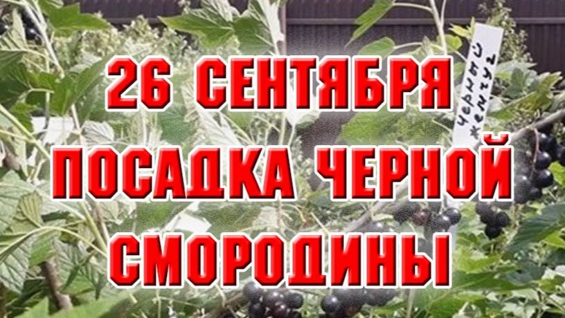 26 сентября. Осенняя посадка смородины