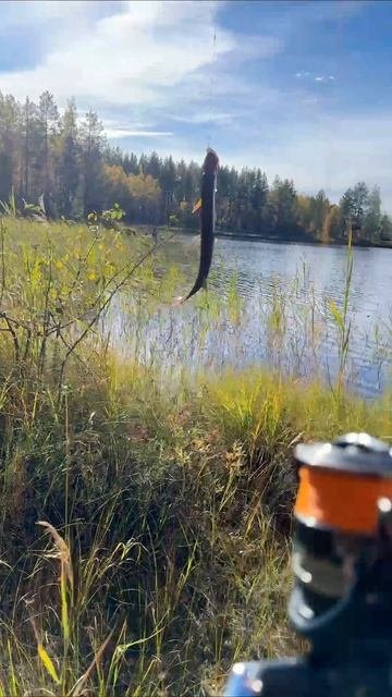 карандаш на крючке. #рыбалка