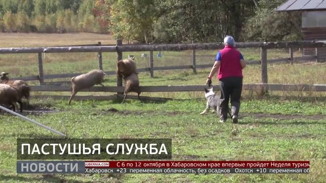 Пастушья служба: обучение собак. Новости. 26092025. GuberniaTV