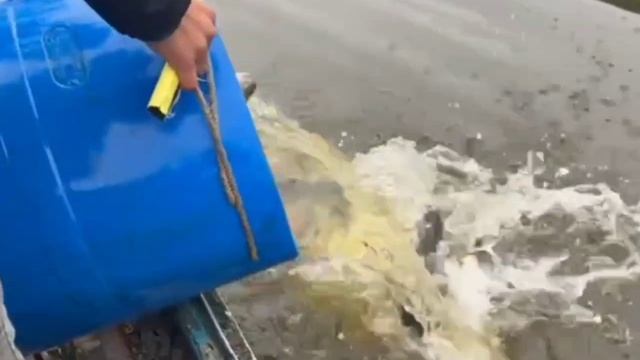 Зарыбление.