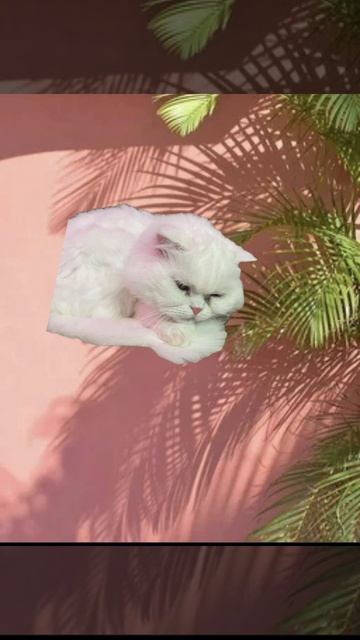 Маргоша 🤩🐱 🤍кошка котораб я ещё не показывала 😙