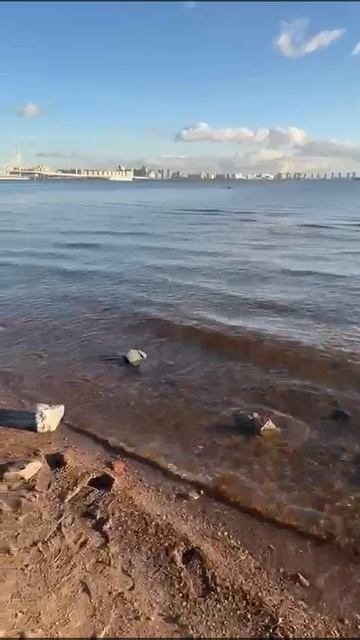 Душевный вечер в Парке 300-летия Санкт-Петербурга