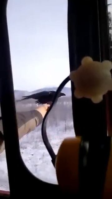 Ворона против локомотива.mp4