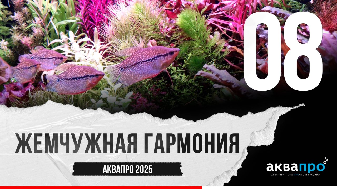 08. Жемчужная гармония. #АкваПро