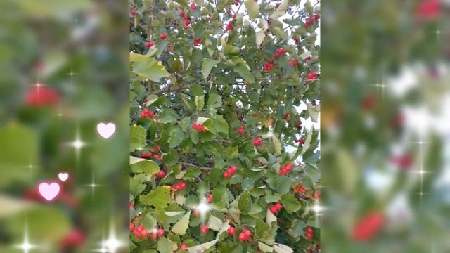 🍂 БОЯРЫШНИК, ЗОЛОТАРНИК КАНАДСКИЙ, КОТ 🍂 26 СЕНТЯБРЯ 2025 г.🍂