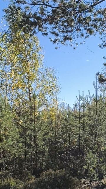 Гуси улетают) 25 сентября 🍁
