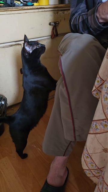 Кошка #кошка #черная #коты