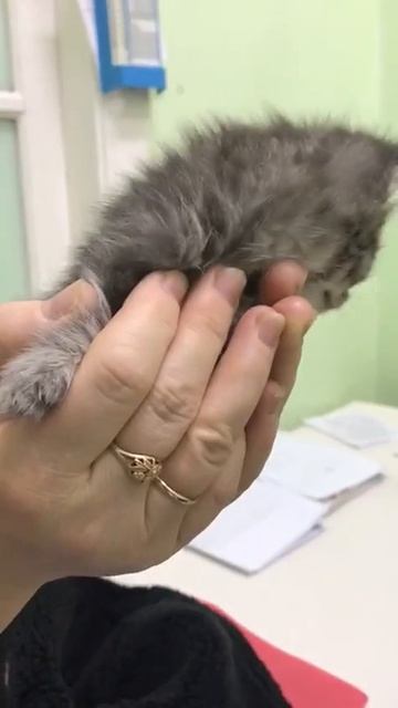 В ВЯТСКИХ ПОЛЯНАХ ИЩУТ ДОМ ДЛЯ КОТЁНКА