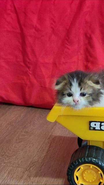 Котенок выпрыгнул из желтого самосвала 2. #котята