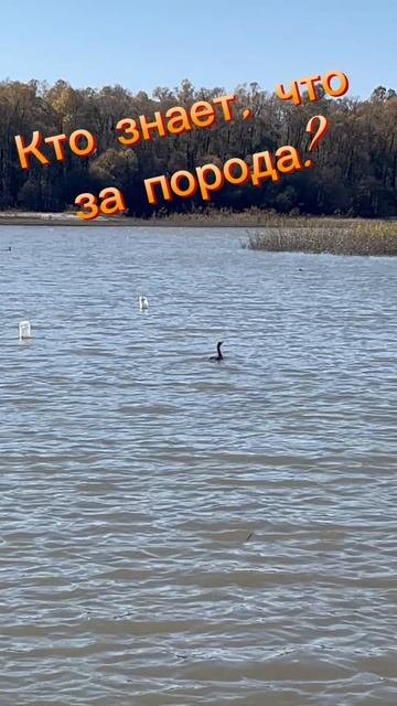 Что за порода?