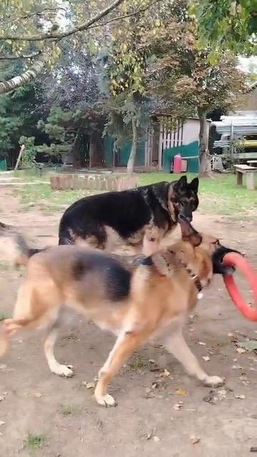 Солар