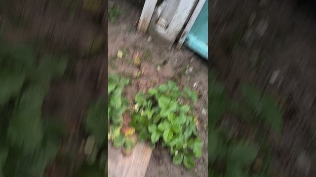 Собираю клубнику у деда