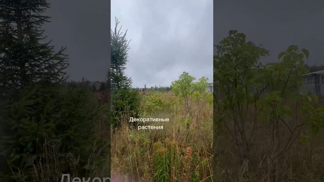 Участок 40,7 сот. пос. Стремление ЛО