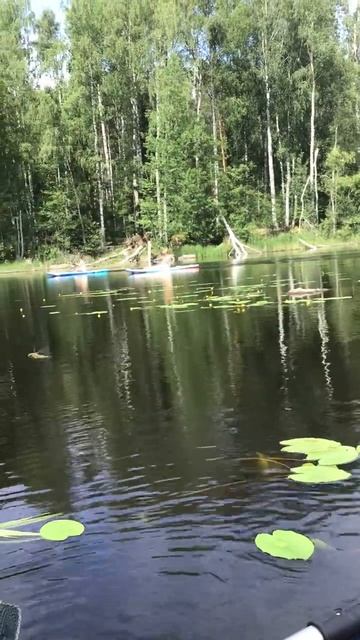 Ленинградская область. Хвойное. 24.06.2024. Вуокса. Лето_ плаваем и загораем