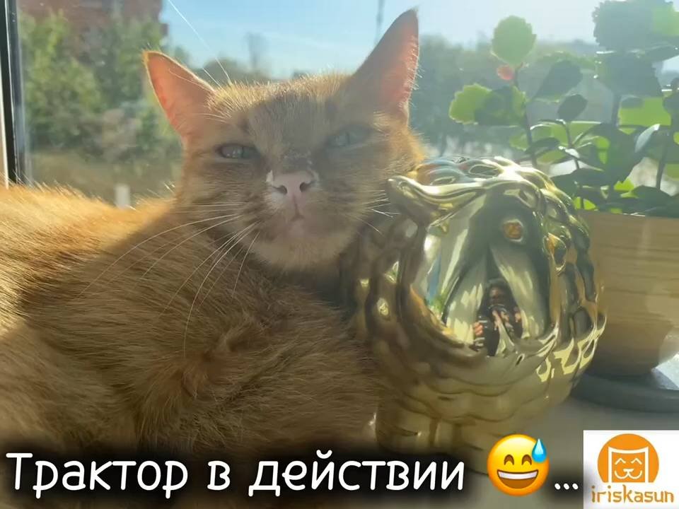 Трактор в действии 🚜😅