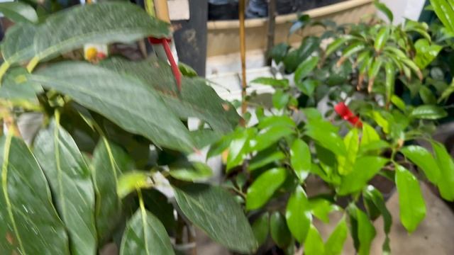 Обзор растений в Москве