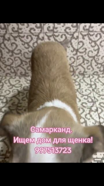 щенок ищет дом