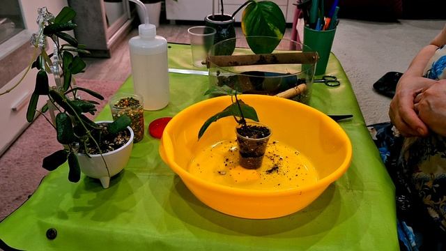 КОМНАТНЫЕ РАСТЕНИЯ(ЦВЕТЫ).ЦВЕТОЧНЫЕ ДЕЛА.ПЕРЕСАДКА НОВИНОК.
