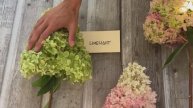 Гортензии. Обзор сортов от Floret Flower Farm.