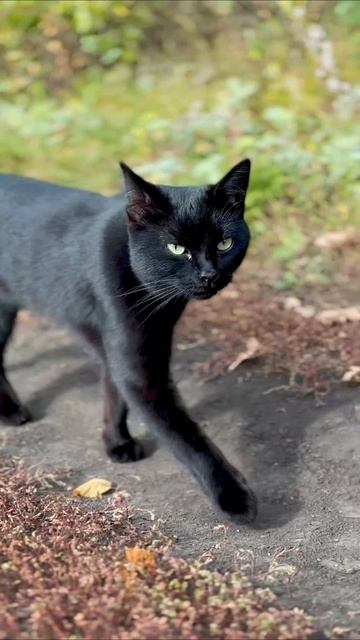 Осенняя прогулка #кот #черныйкот #осень #животные #жизньзагородом