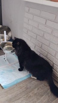 Кошатники и собачники 😊