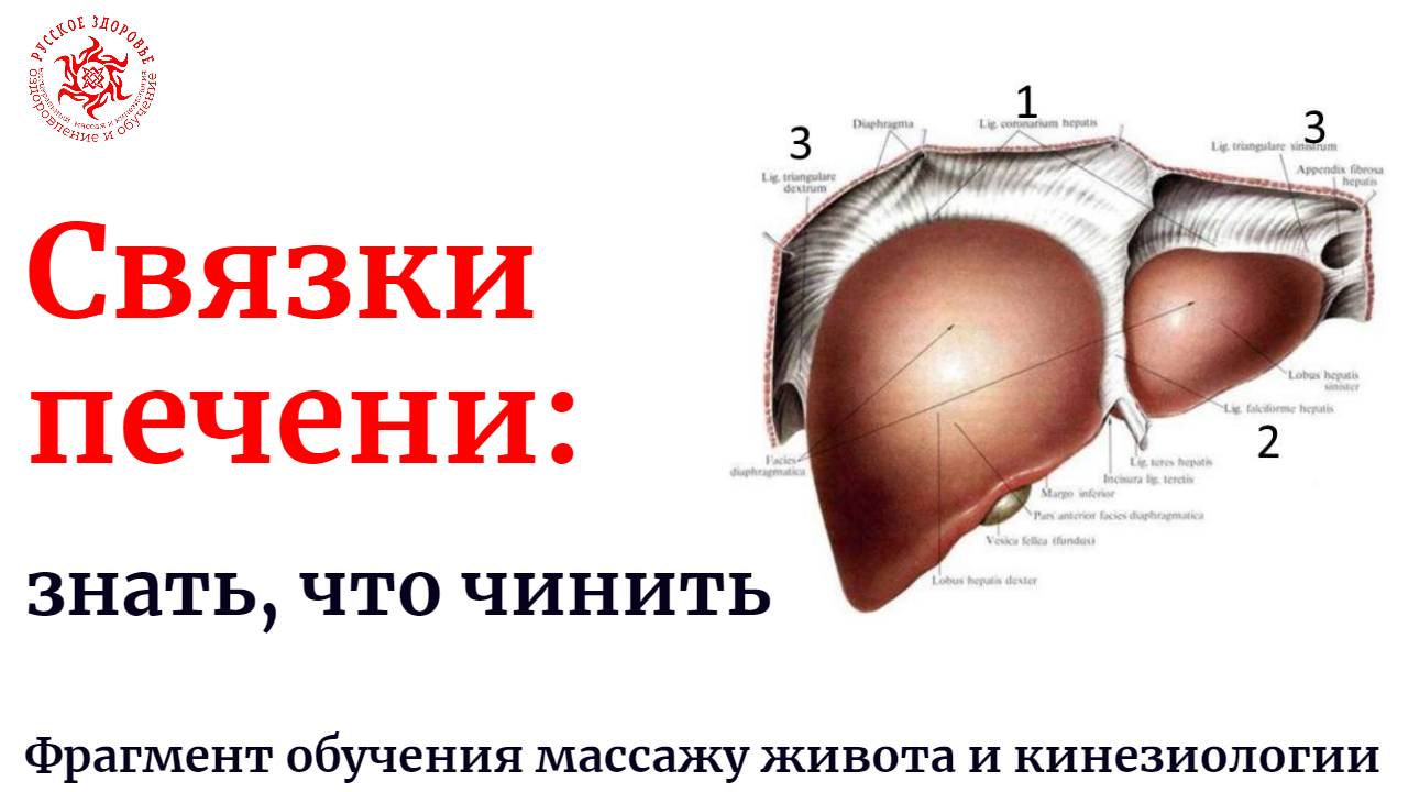Связки печени: знать что чинить. Фрагмент обучения висцеральному массажу и кинезиологии.