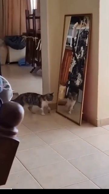 КОТИКИ.