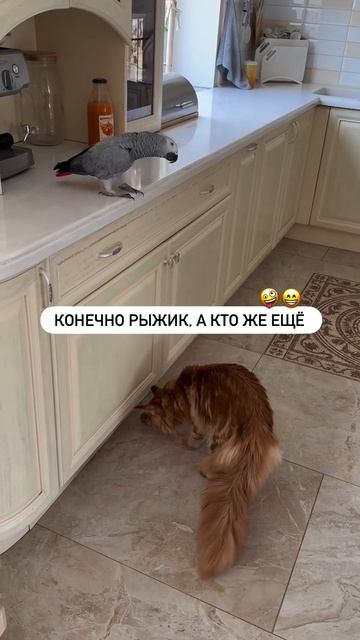 Вот падла.mp4