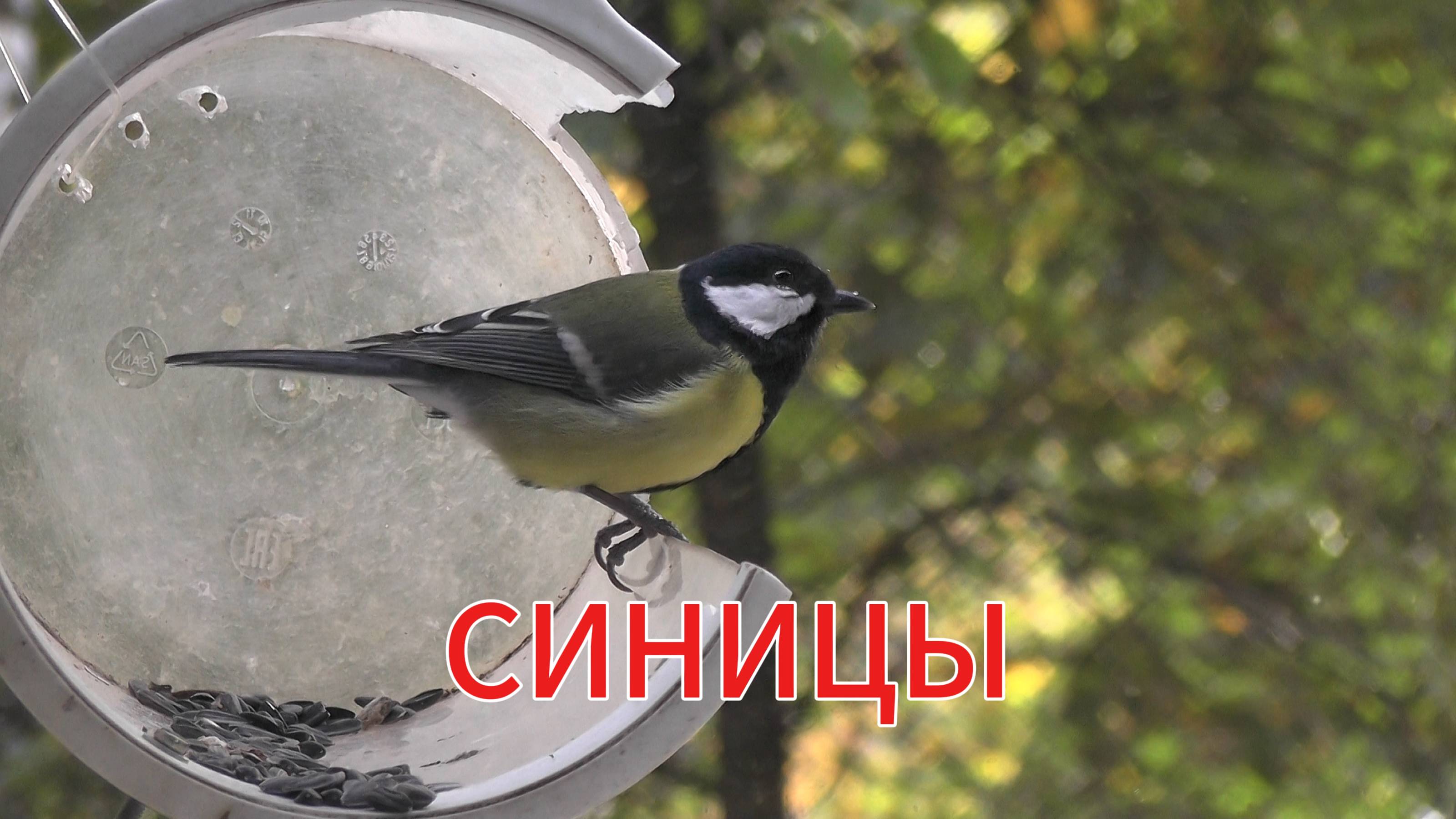 СИНИЦЫ на оконной кормушке для птиц (27 09 2025)